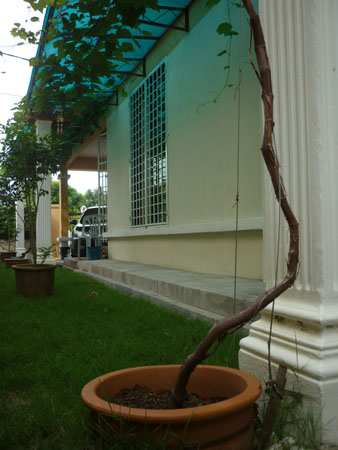 angguar_sajap (15)