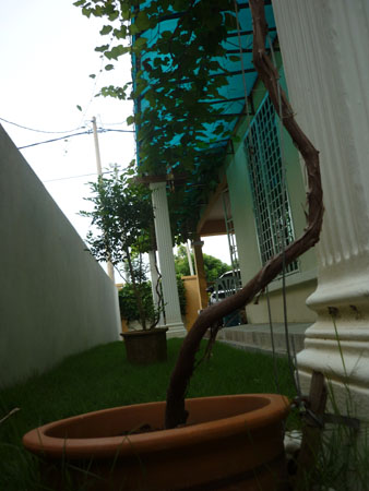 angguar_sajap (16)