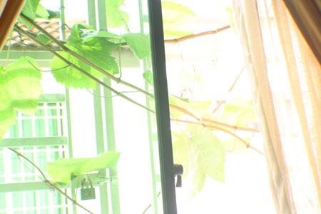 angguar_sajap (22)