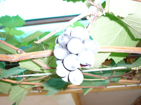 angguar_sajap (28)