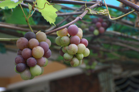 angguar_sajap (30)