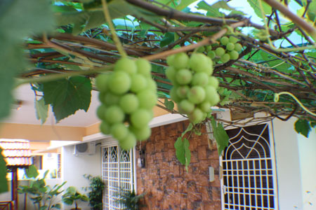 angguar_sajap (9)