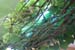 angguar_sajap (10)