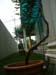 angguar_sajap (16)