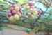 angguar_sajap (31)